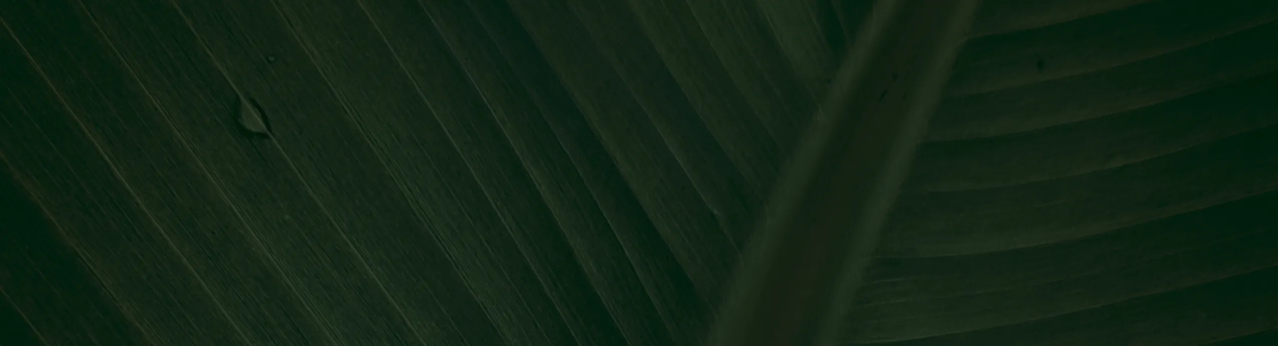 hero-image_optimized Banana Tree Trunk With Local Spice